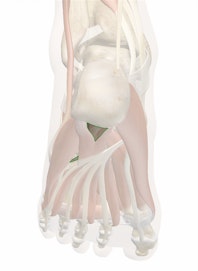 Long Plantar Ligament