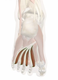 Lumbrical Muscles of Foot