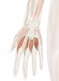 Lumbrical Muscles of Hand