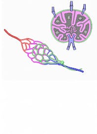 Lymph Capillaries