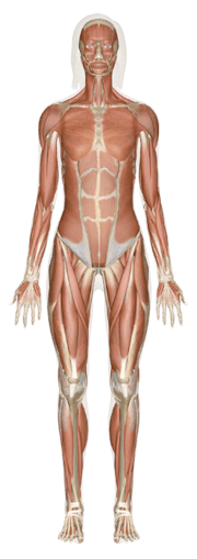 Muscular System