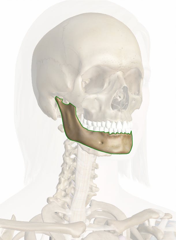 Mandible