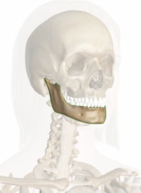 Mandible