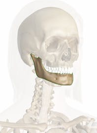 Mandible