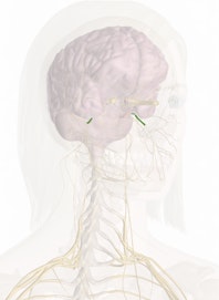 Mandibular Nerve