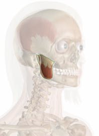 Masseter Muscle