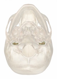 Mastoid Foramen