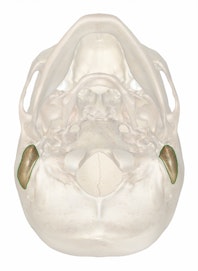 The Mastoid Process