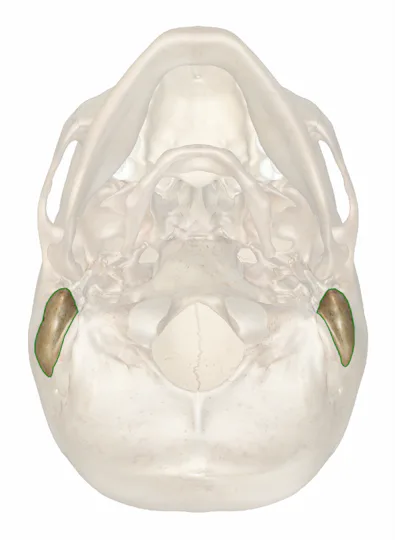 The Mastoid Process: Anatomy and 3D Illustrations