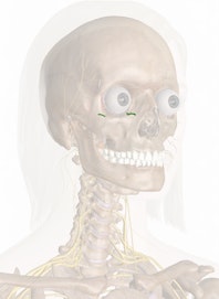 Maxillary Nerve