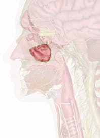 Maxillary Sinus
