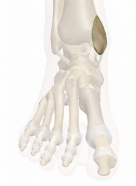 Medial Malleolus