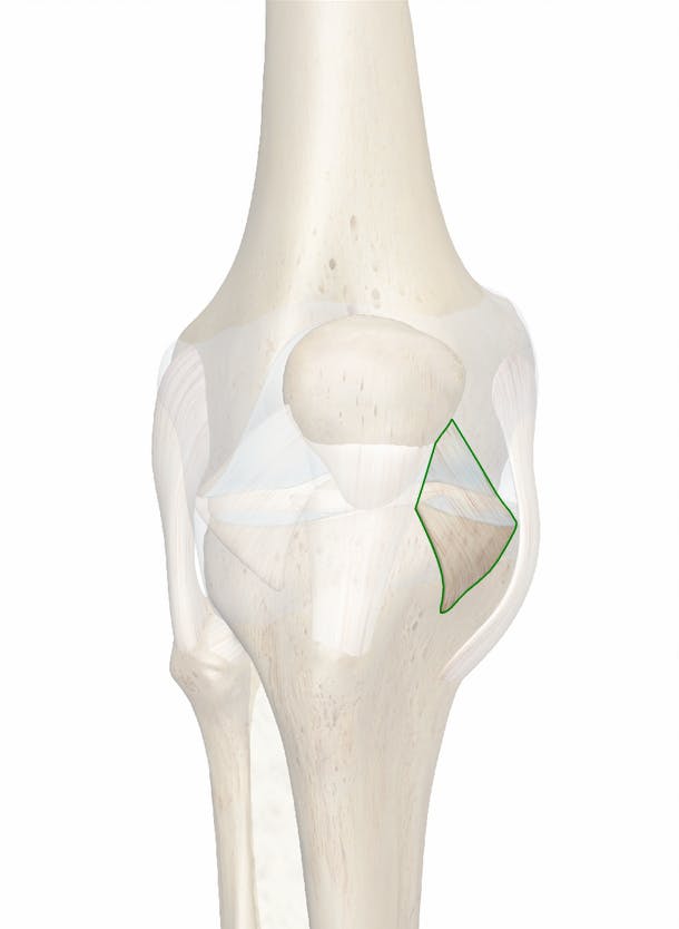 transverse ligament of the knee