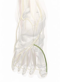 Medial Plantar Nerve