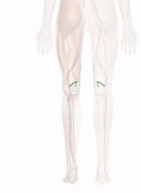 Medial Superior Genicular Artery