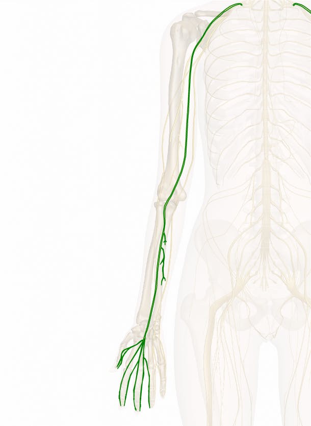 The Median Nerve: Anatomy and 3D Illustrations