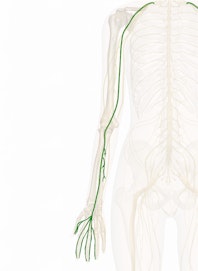 The Median Nerve