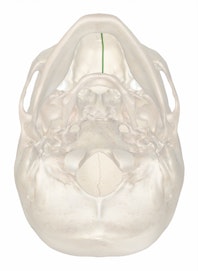 Median Palatine Suture