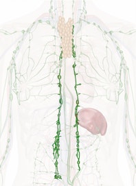 The Mediastinal Nodes
