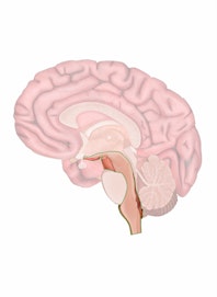 Medulla Oblongata