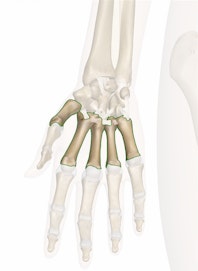 The Metacarpals