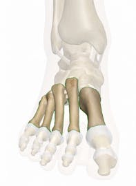 Metatarsal Bones