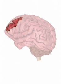 Middle Frontal Gyrus