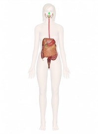 Middle Nasal Concha