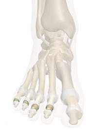 Middle Phalanges of the Foot