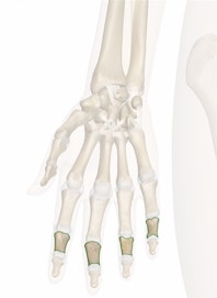 Middle Phalanges of the Hand