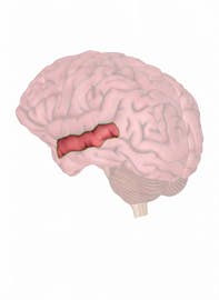 Middle Temporal Gyrus