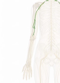 Musculocutaneous Nerve