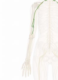 Musculocutaneous Nerve