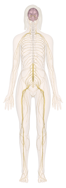 smart anatomy interactive human body