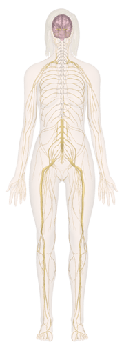 Nervous System