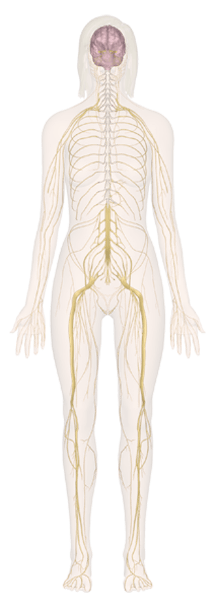 Diagram Internal Female Anatomy - Dr S K Jain / Women muscle vector art, back view. - Cecilel-steep