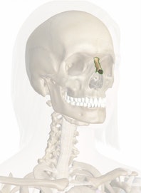 The Nasal Bones