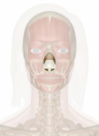 Nasalis Muscle