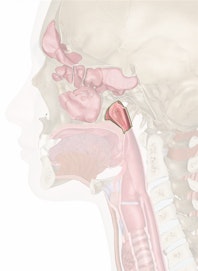 Nasopharynx