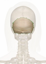 Occipital Bone