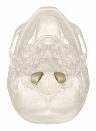 Occipital Condyle