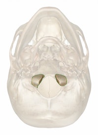 Occipital Condyle