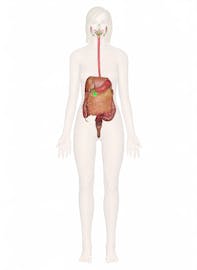 Omentum