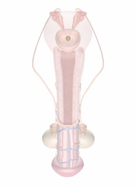Opening of Ejaculatory Ducts