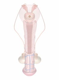 Opening of Ejaculatory Ducts