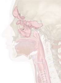 Opening of Maxillary Sinus