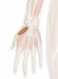 Opponens Pollicis Muscle