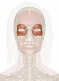 Orbicularis Oculi Muscle