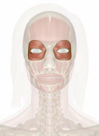 Orbicularis Oculi Muscle