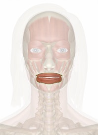 Orbicularis Oris Muscle
